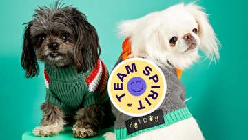 two dogs with graphic saying team spirit
