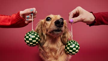 hands holding Christmas baubles next to dog