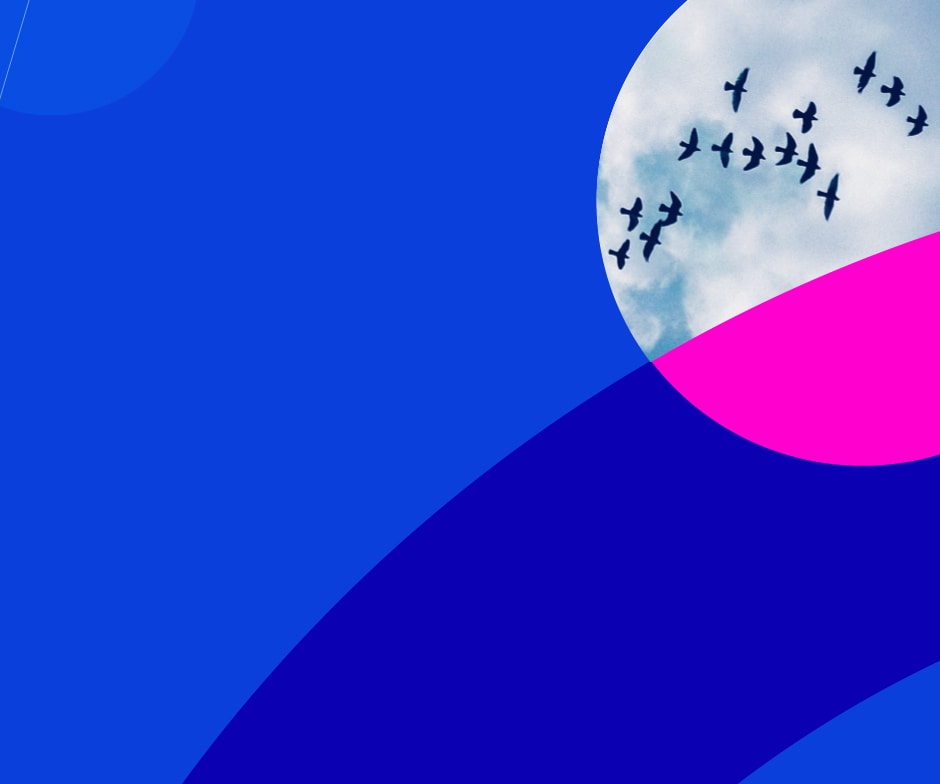 Birds in the sky