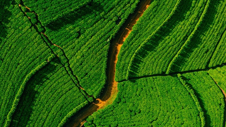 Chemin au milieu de la verdure