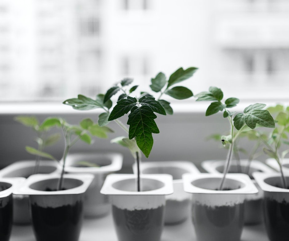 plants near a windowsill