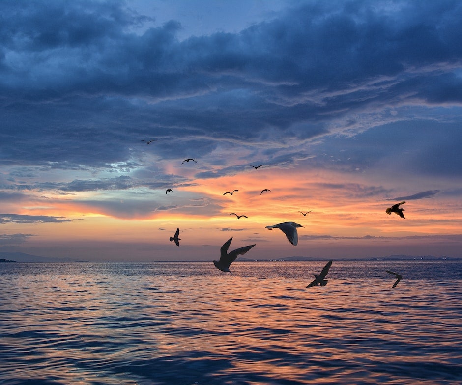 flock of seagulls at sunset