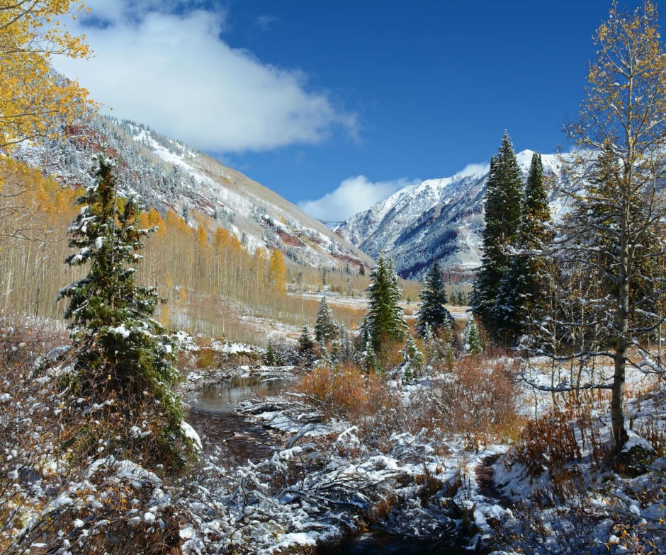 Trees near mountains
