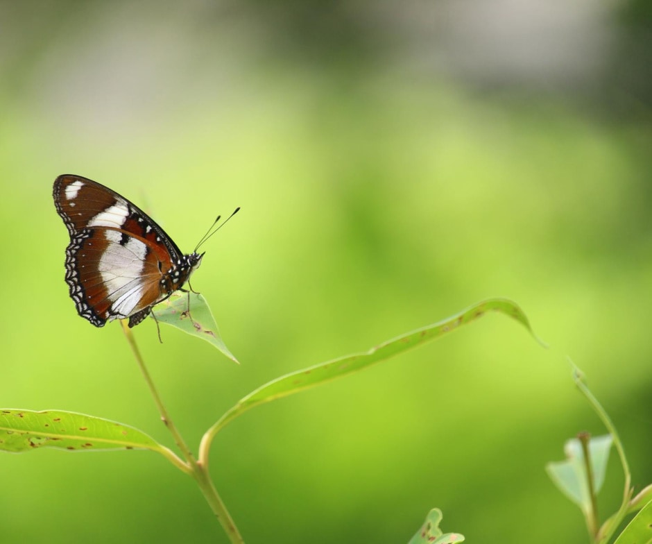 butterfly