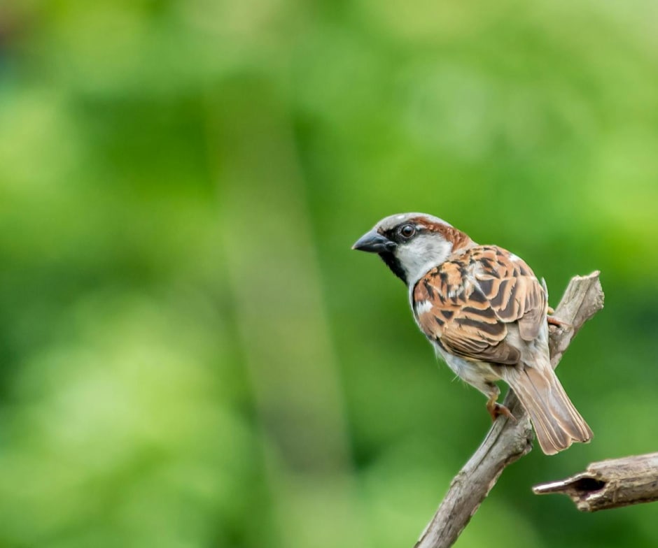 A bird on a branch