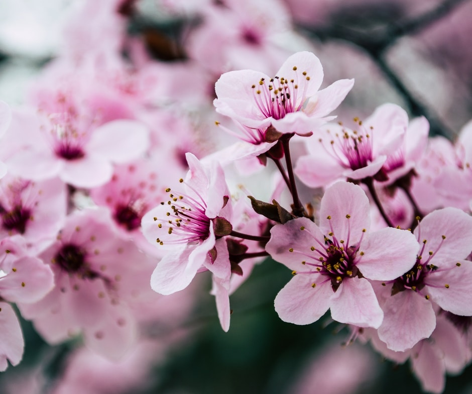 Pink flowers