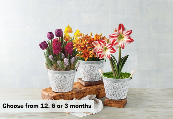 Bulb of the Month Club