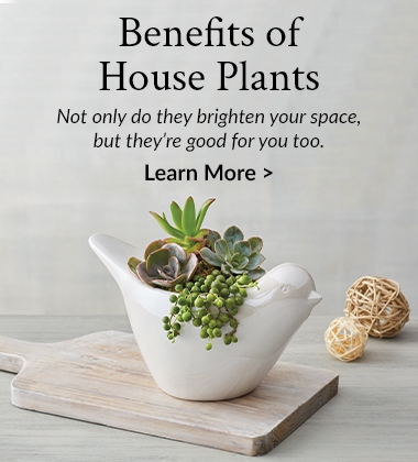 Benefits of House Plants