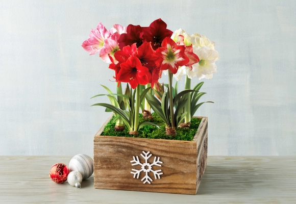 Bestselling Floral Gifts