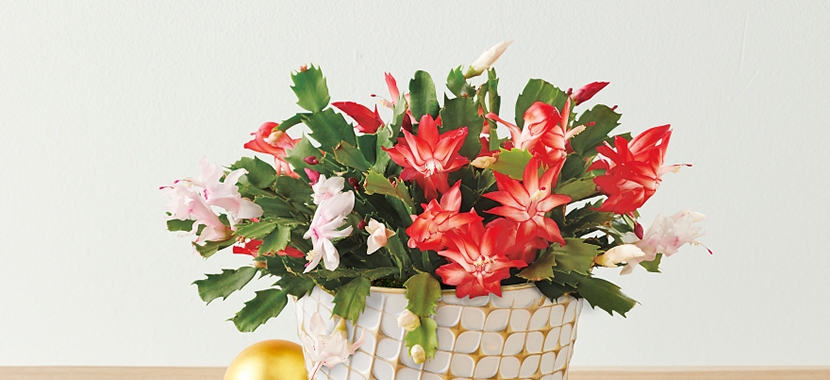 Flower Christmas Hero Mobile