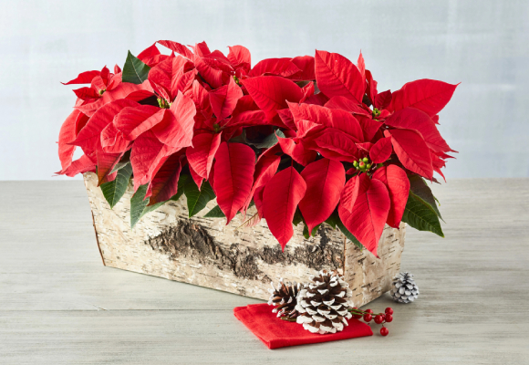 
Bestselling Floral Gifts
