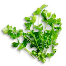 coriander