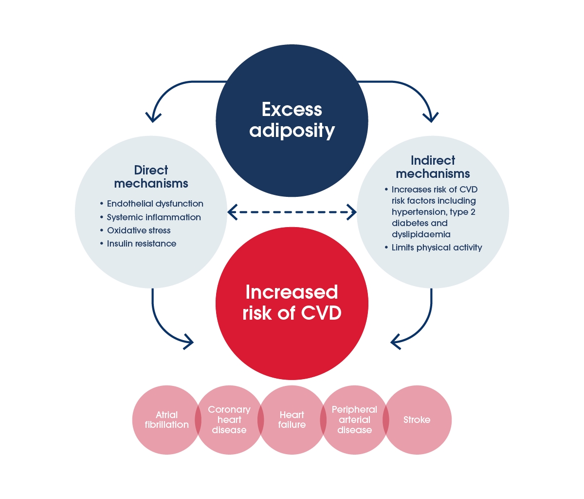 Figure 3: Direct and indirect impacts of excess adiposity on CVD and CVD subtypes.