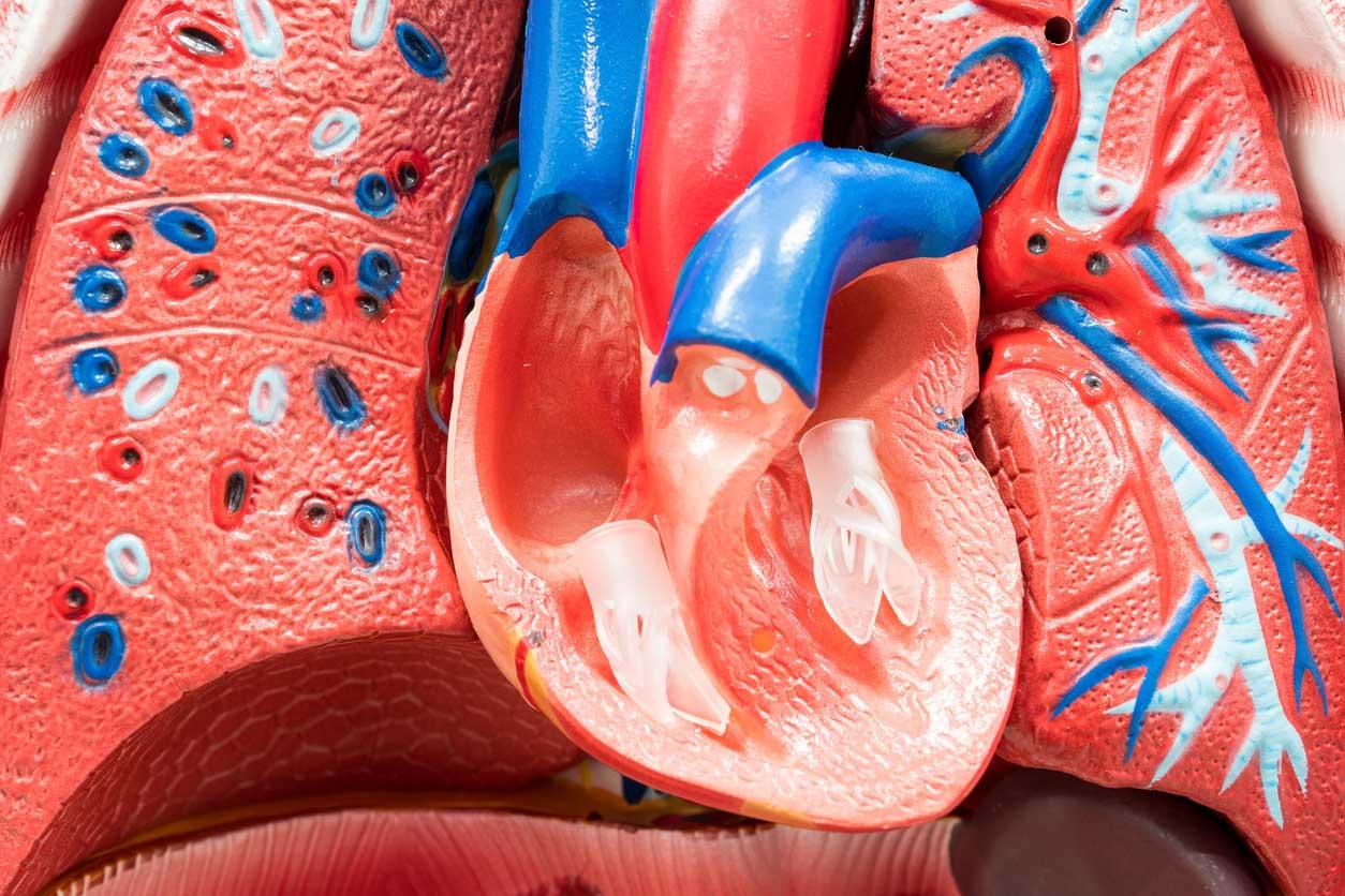 An illustration displaying the human heart and lungs, showcasing the vital organs responsible for oxygenating the body.