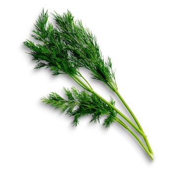 Fresh dill