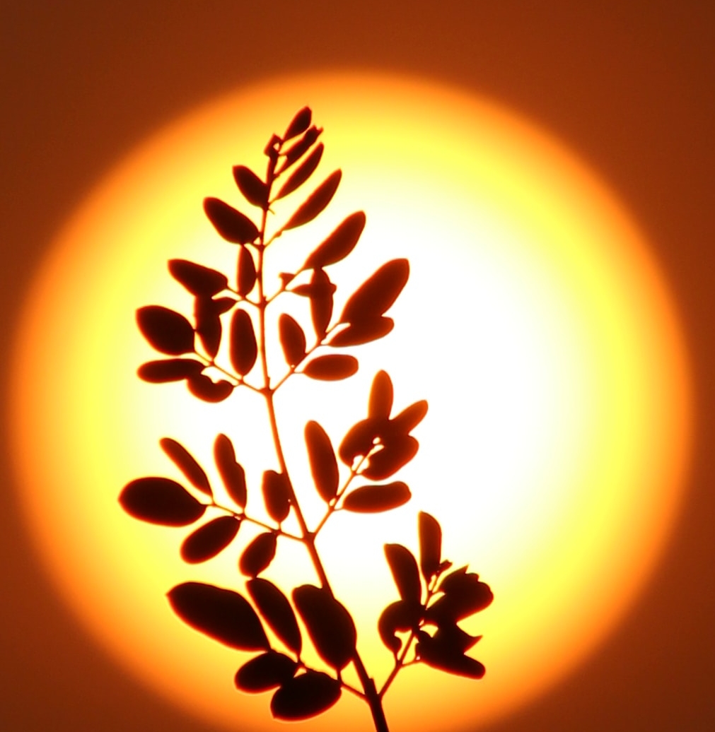 A grid listing 9 finding about what Australia eats