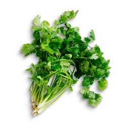 Coriander