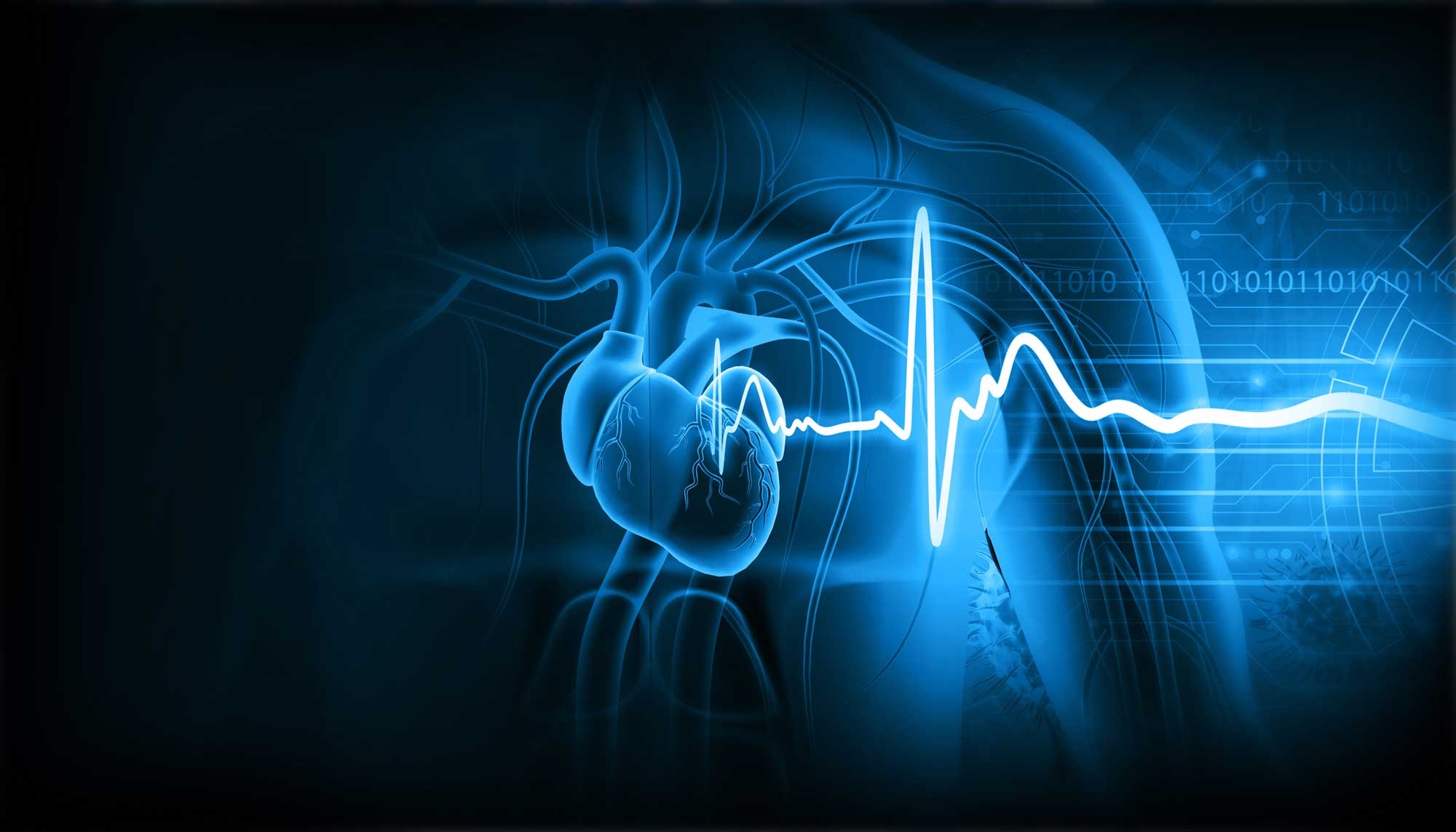 human heart anatomy ecg