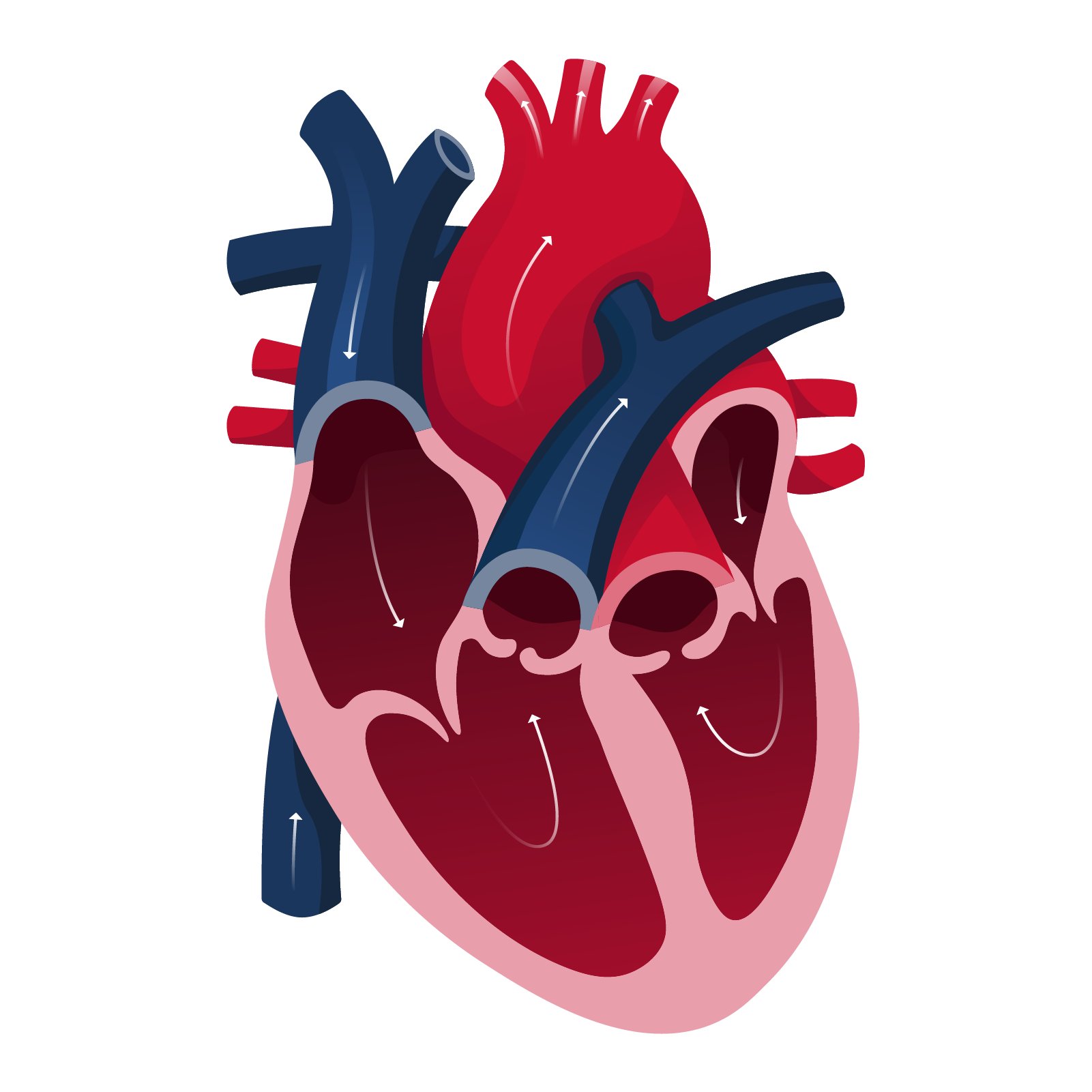 Icon of an anatomical heart