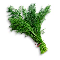 Dill