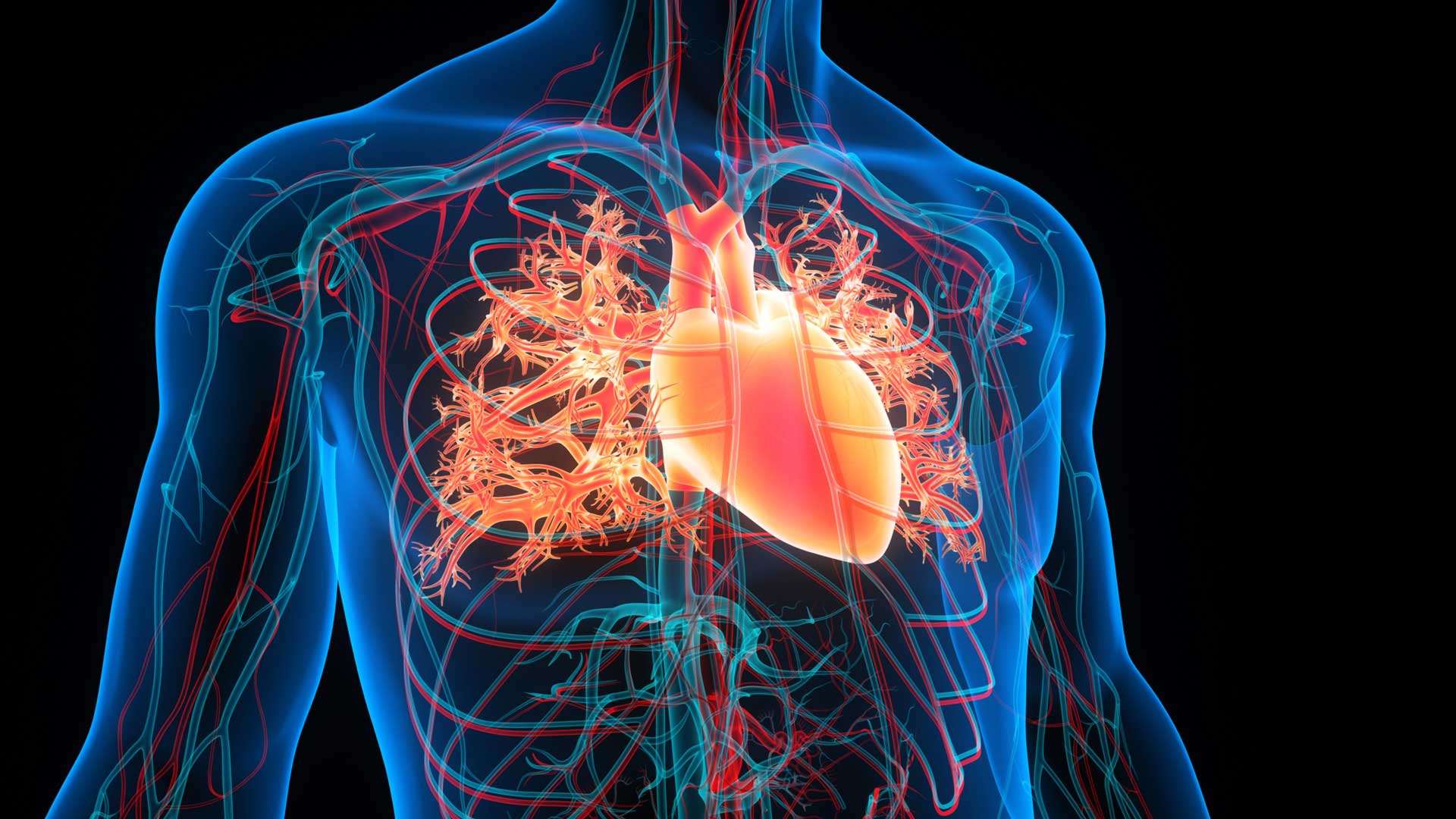 3D illustration of human circulatory system, heart anatomy