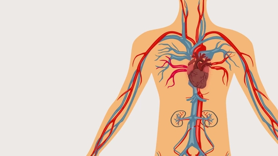 The image depicts the human body featuring a heart and intricate network of blood vessels.