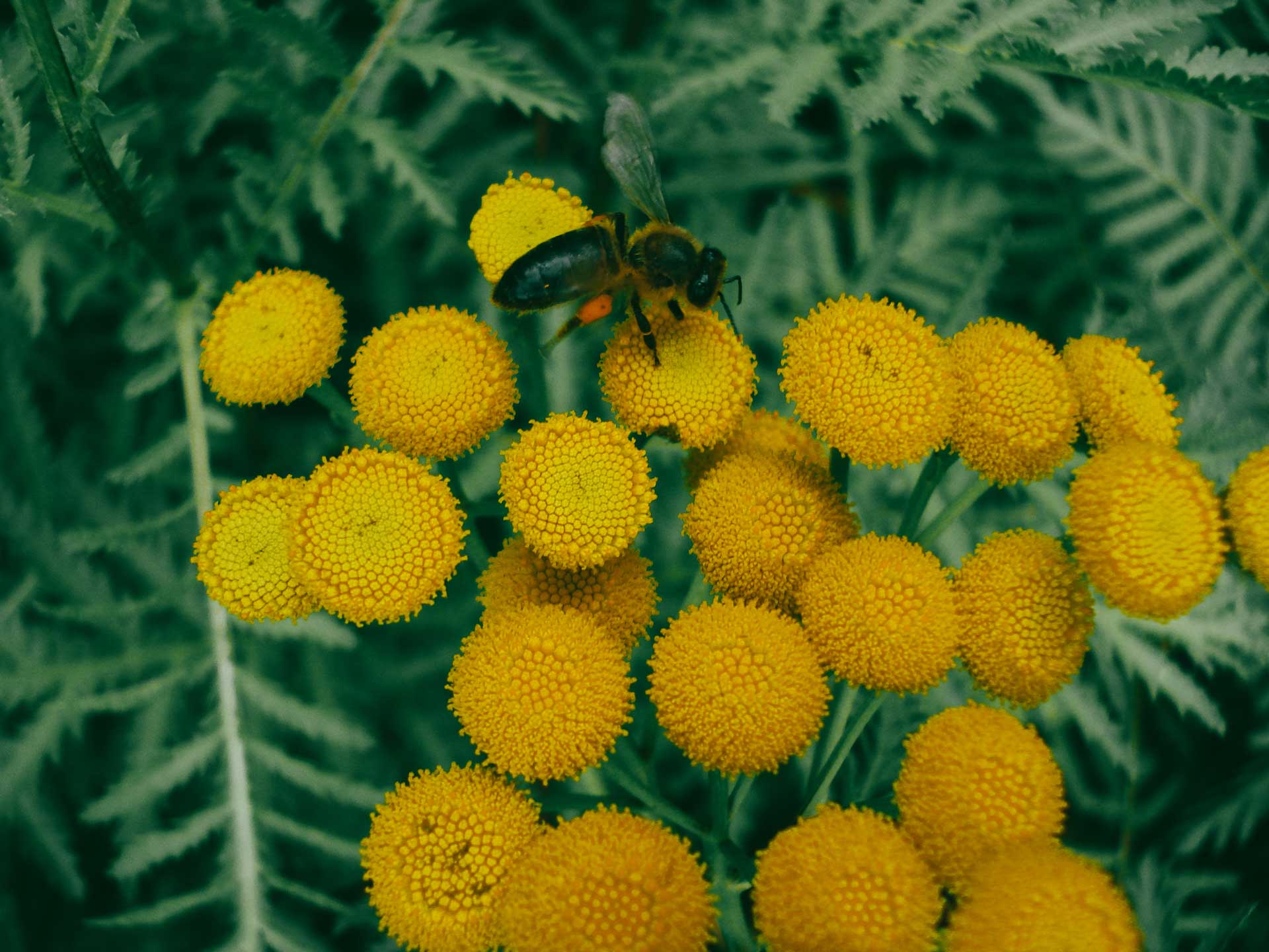 A single bee on yellow flowers