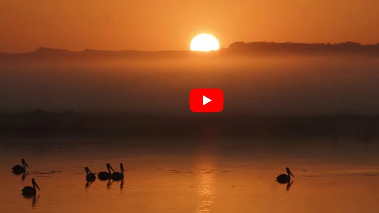 Organe and black sunset image lake with swans still image from AIG documentary