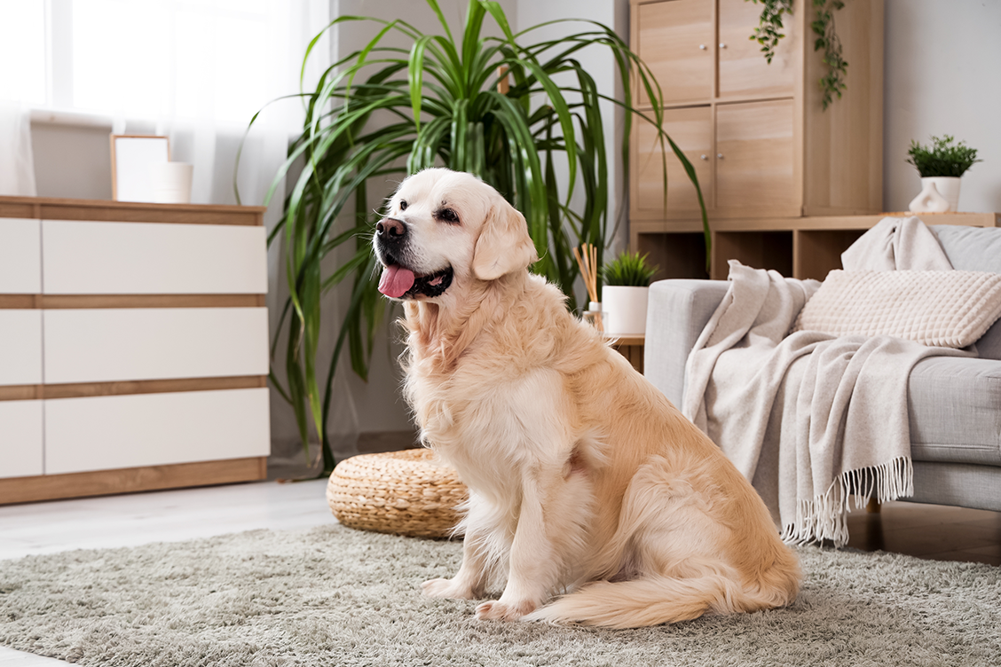 banner-smart-speaker