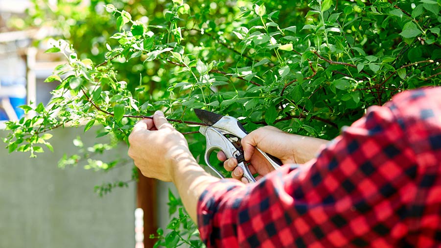 Gardener using secateurs to prune a tree in their garden.