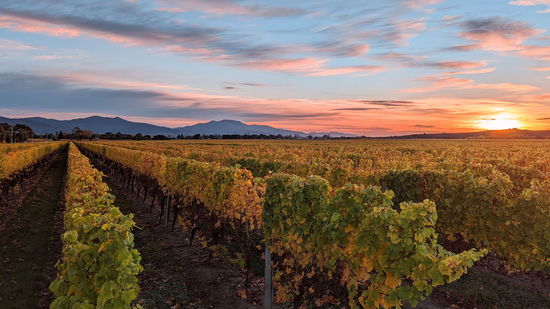 Sunrise over vineyards in the Marlborough region.