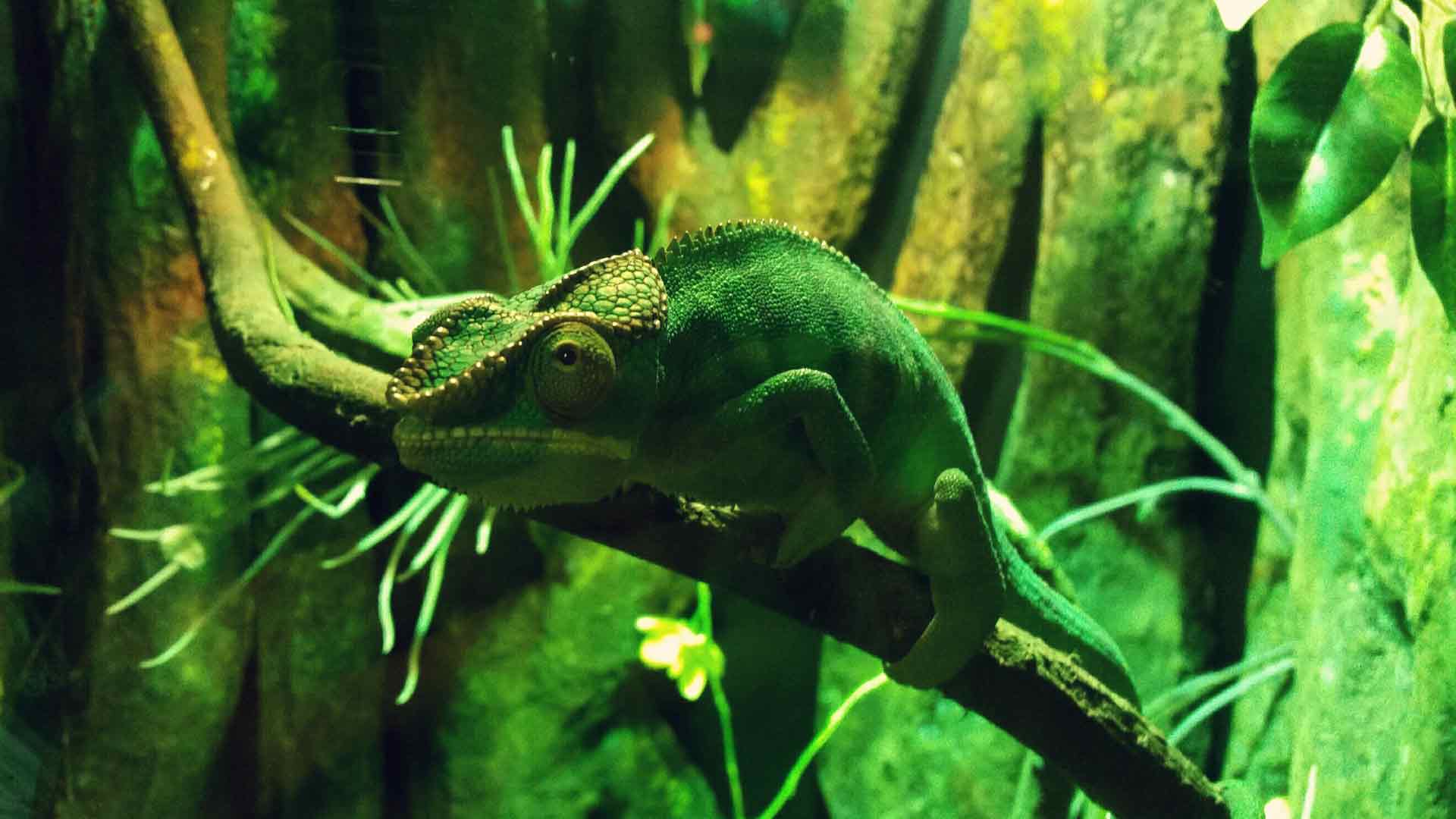 A green chameleon blending in with a forest background, intended to symbolise adaptability.