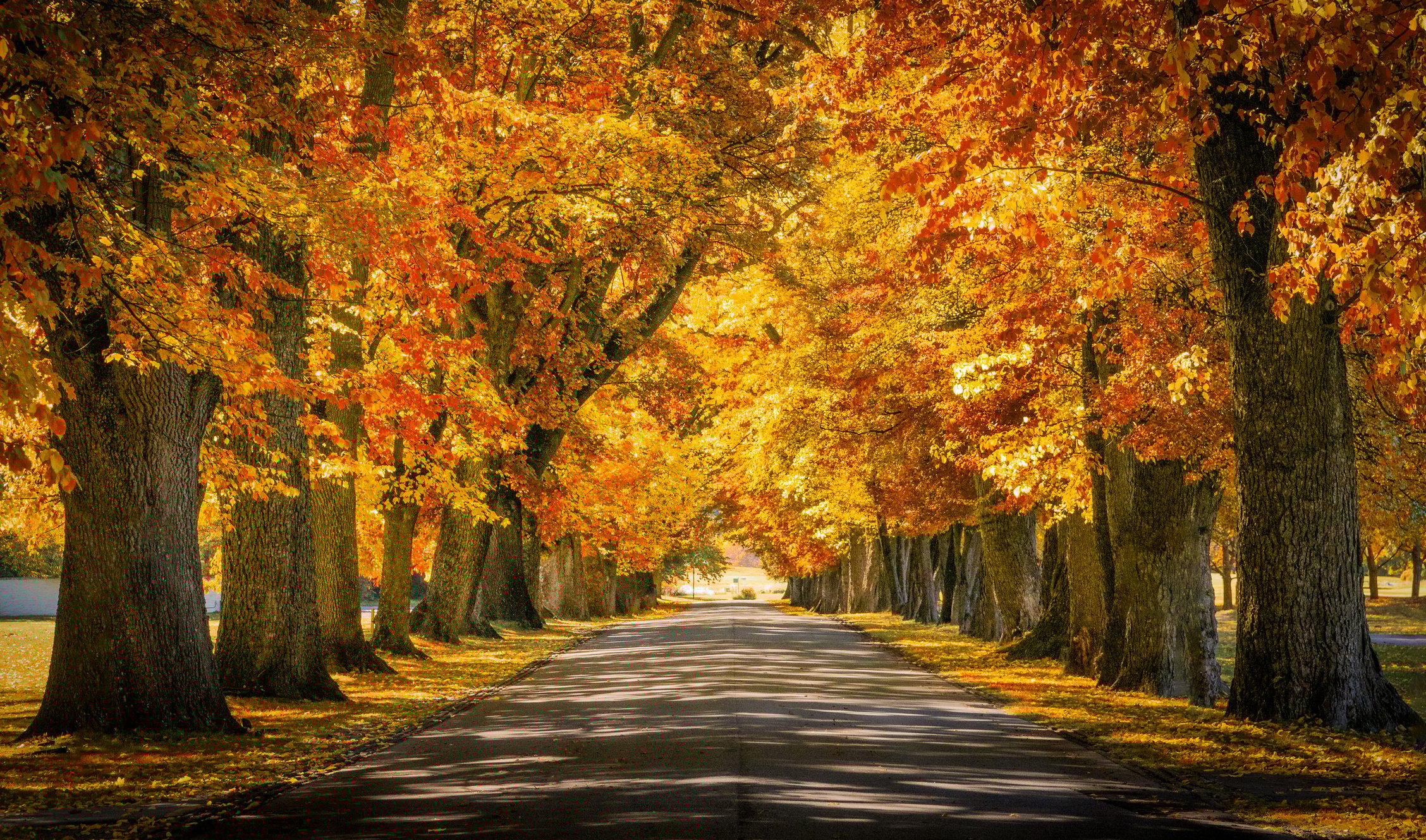 The 20 most expensive suburbs of 2026