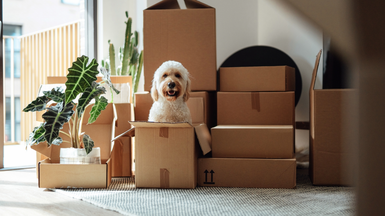 Dog in moving box. 