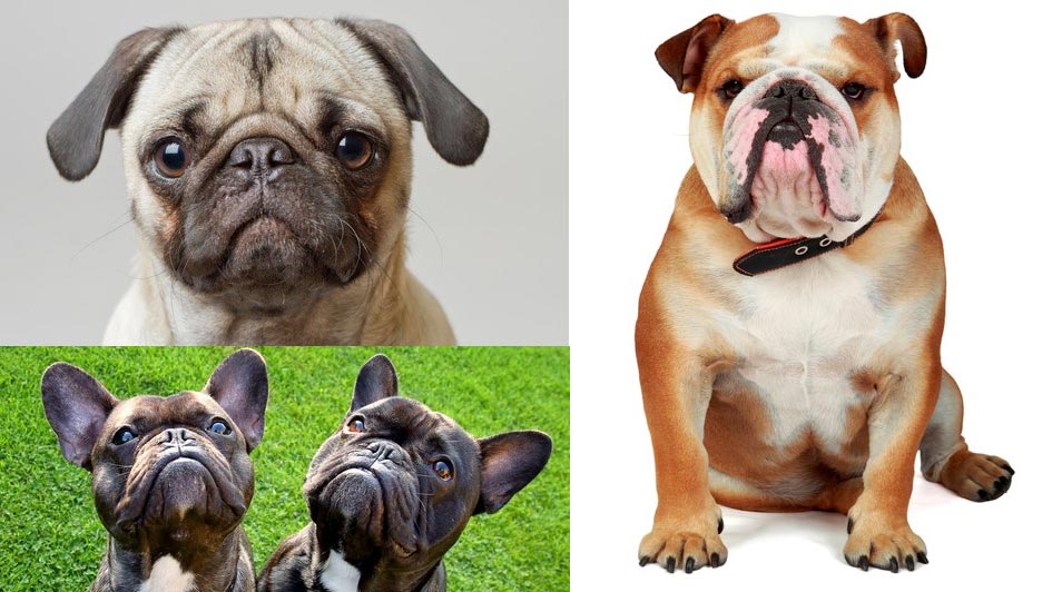 Photo of a Pug, two French Bulldogs and one English Bulldog.