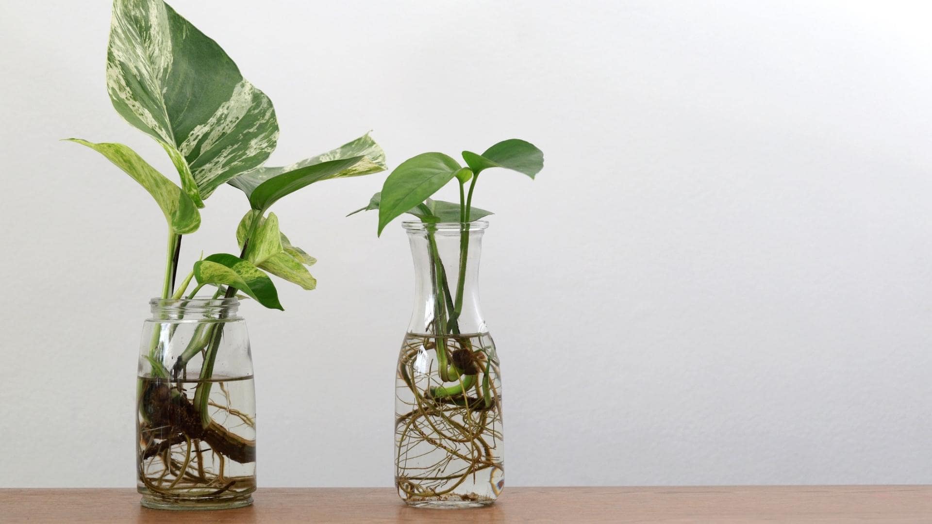 Two clear jars on a wooden table filled with water and pothos plant cuttings. They are positioned in front of a white wall.