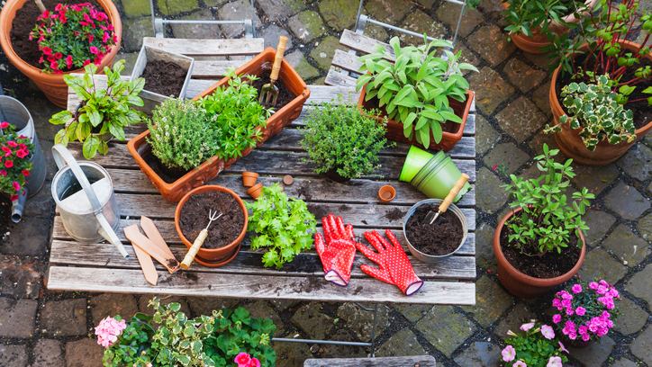 A variety of potted plants on an outdoor table with a pair of gardening gloves.