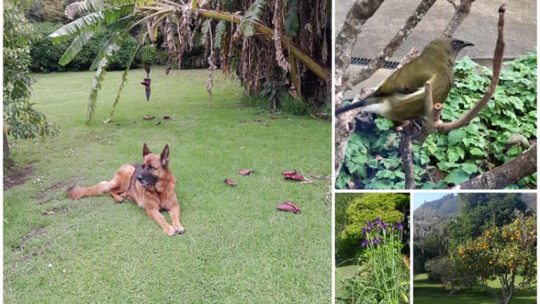 Halo enjoying the garden. It's an area the couple has worked hard on. Photo: SUPPLIED