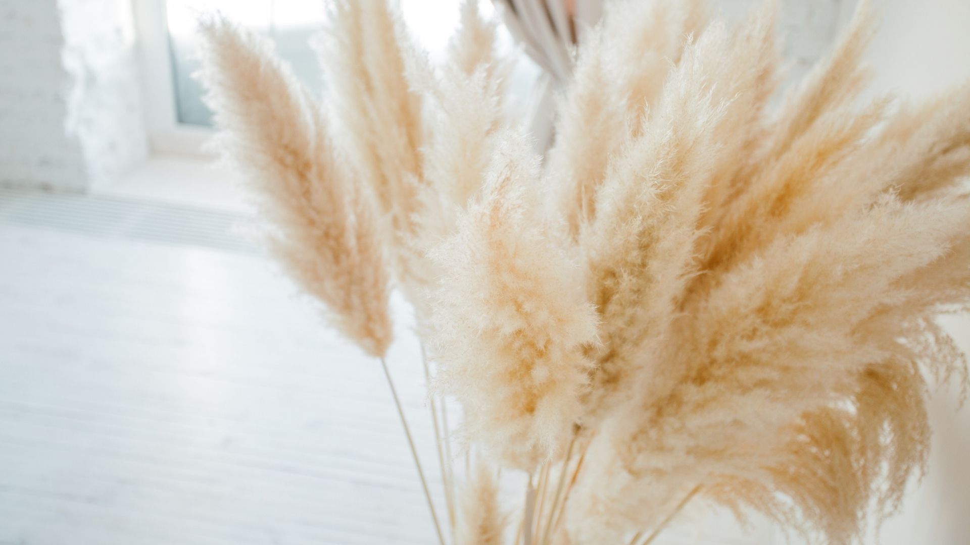 A bunch of pampas grass in a living room with a white wooden floor.