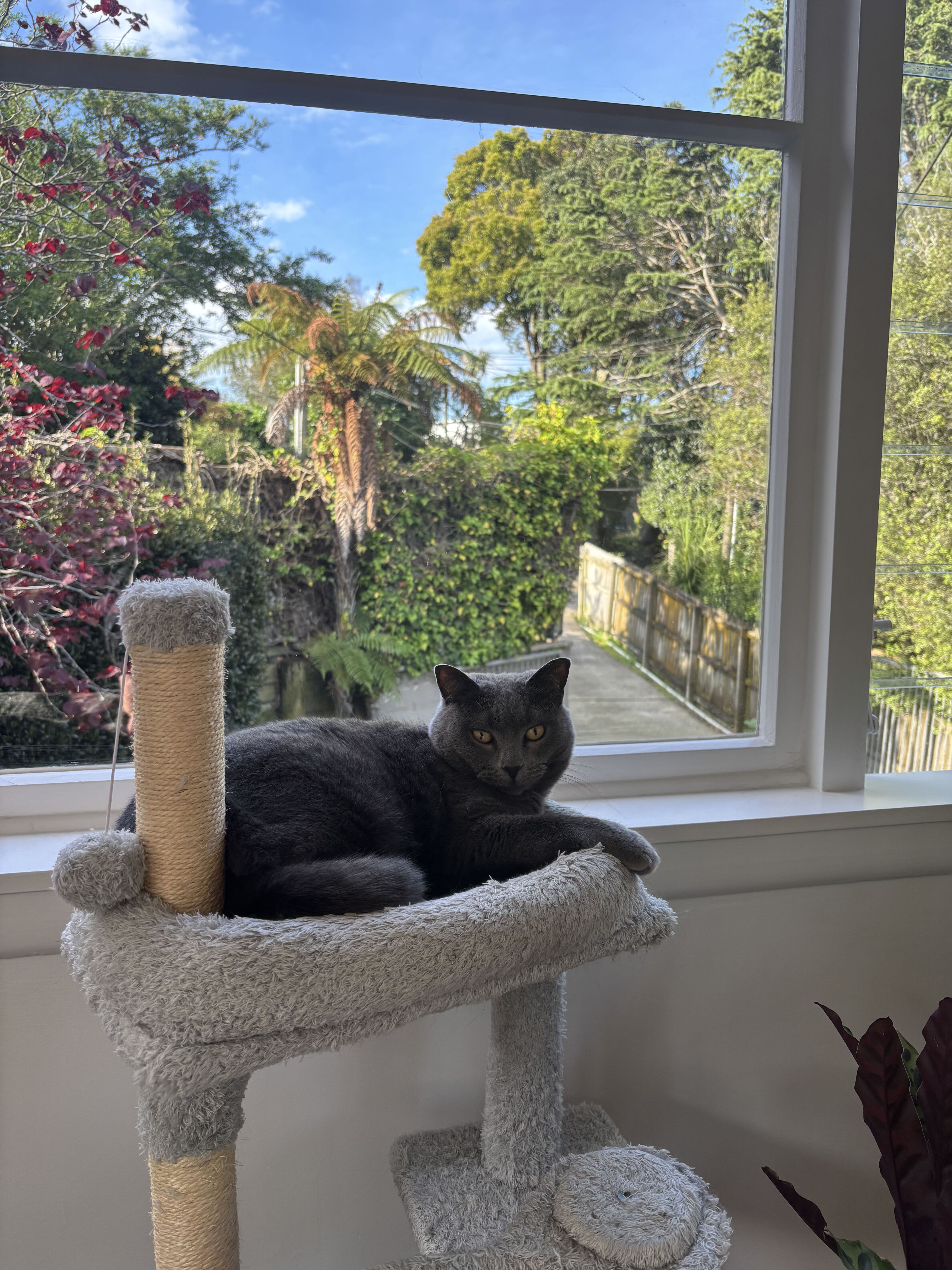 Luna the cat