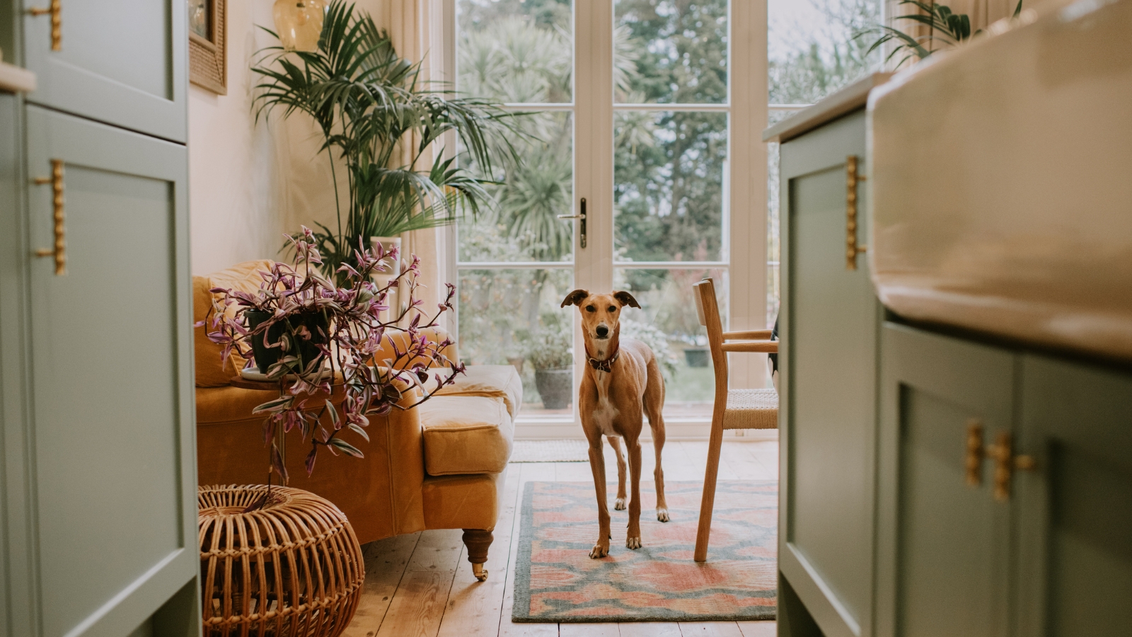 Whippet in nice house