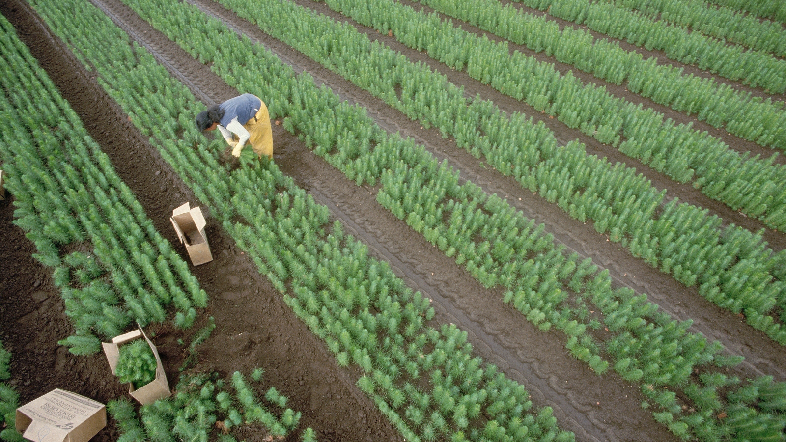 Lady working in planty nursery in rows of small trees. 