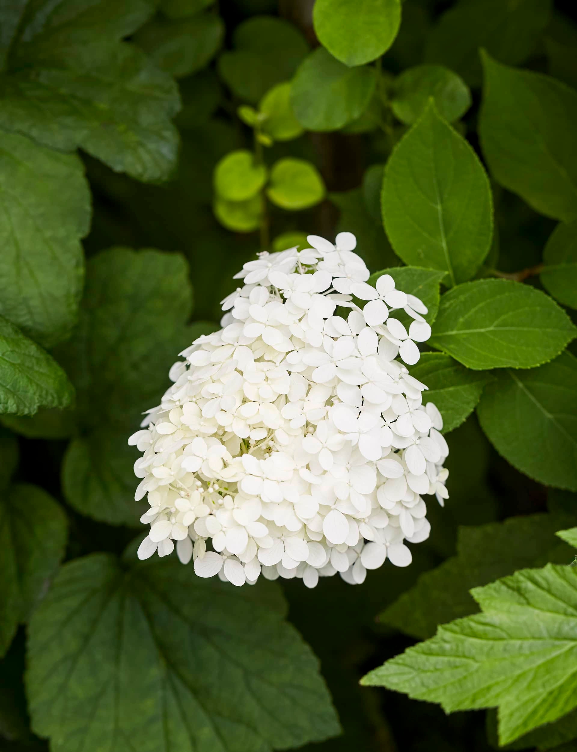 Hydrangeas