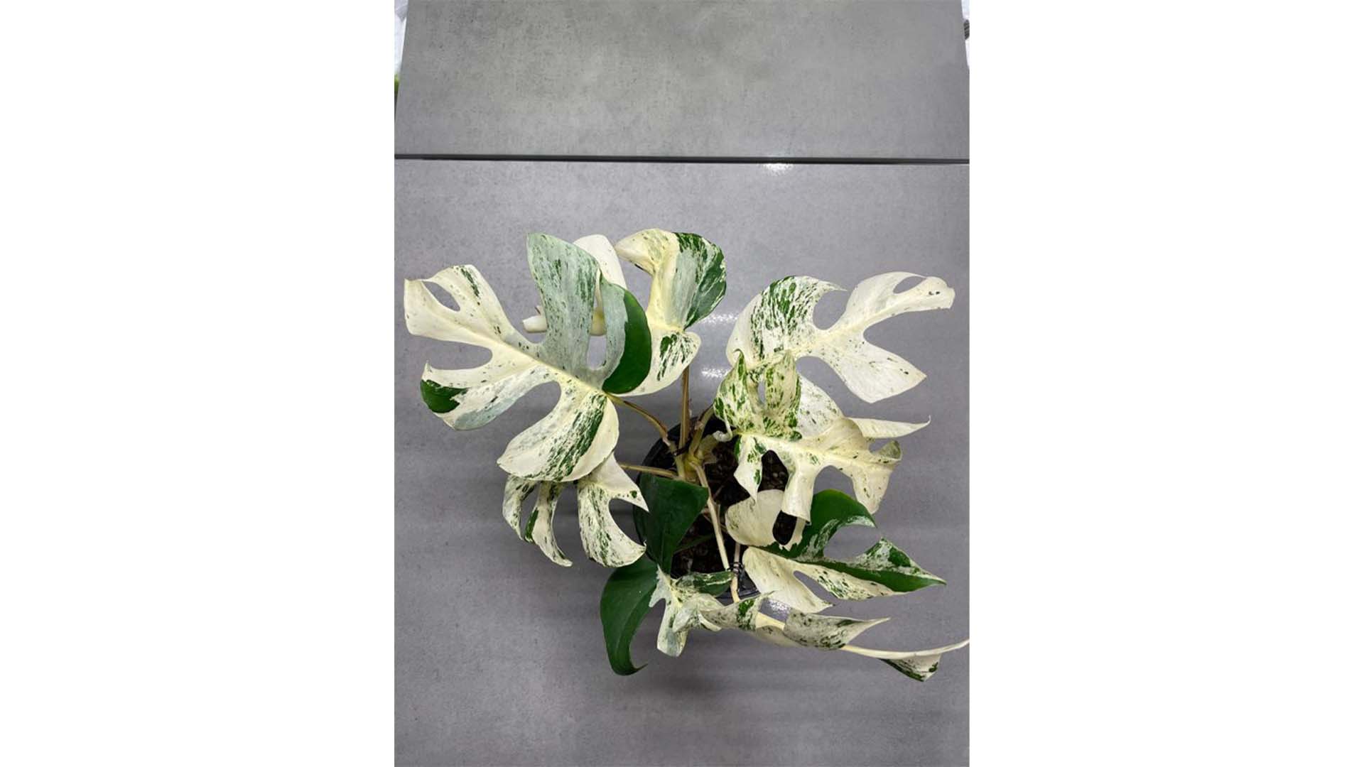 A variegated Minima house plant, sought after on Trade Me, finds a new home.