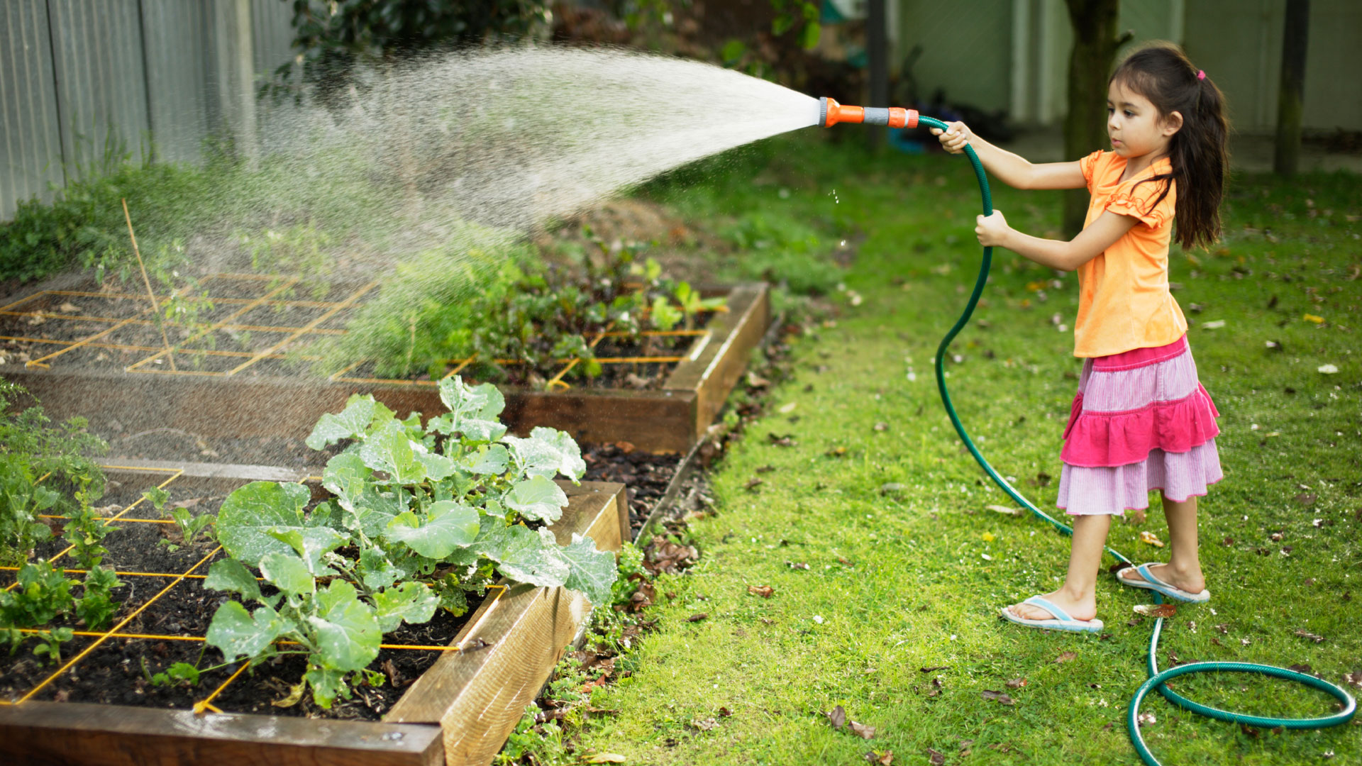 A young girl watering a veggie garden outside her NZ home with a hose.