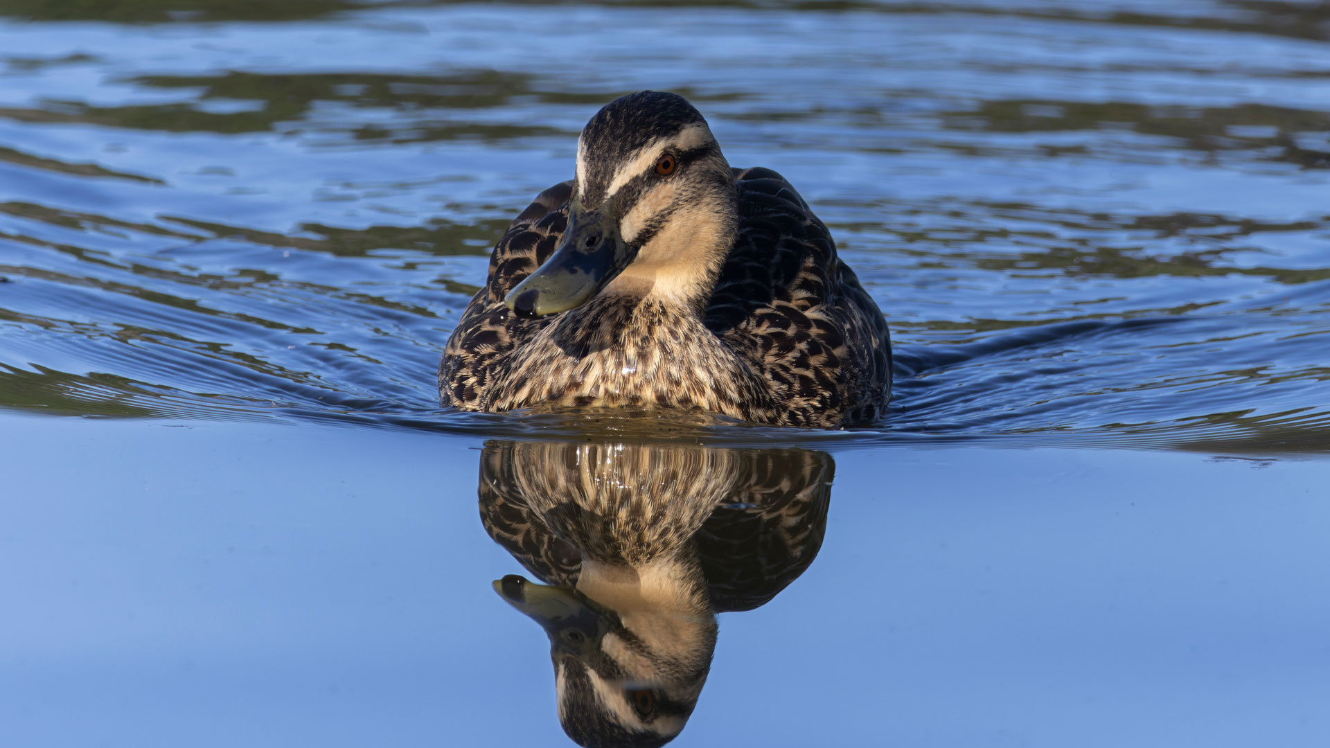 Photo of a duck on a lake in the popular Christchurch suburb of Halswell.