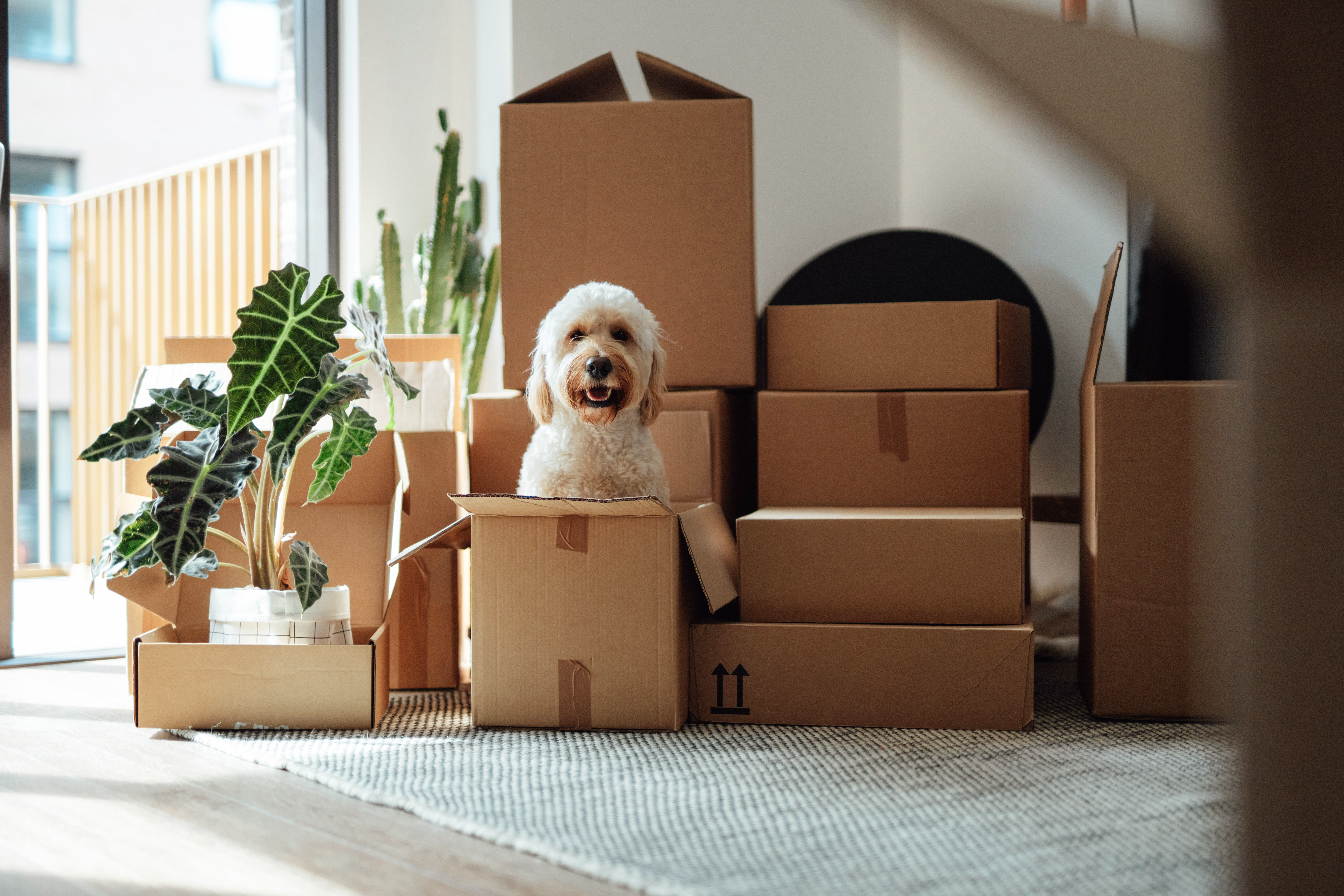 A brown poodle cross dog sits in a pile of boxes in a house ready for moving