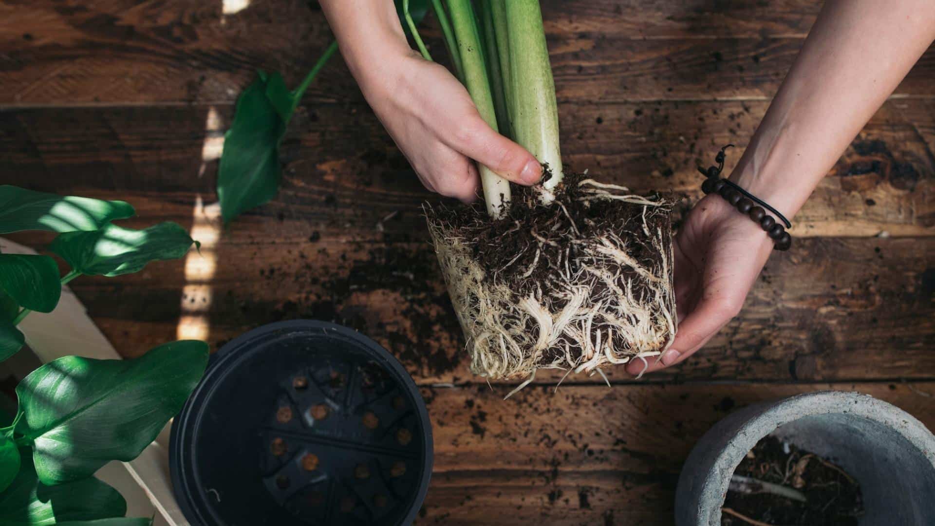A birds-eye view shows a pair of hands holding a de-potted plant with lots of roots, over a wooden table. The empty plant pot is to the side and there is soil on the table.