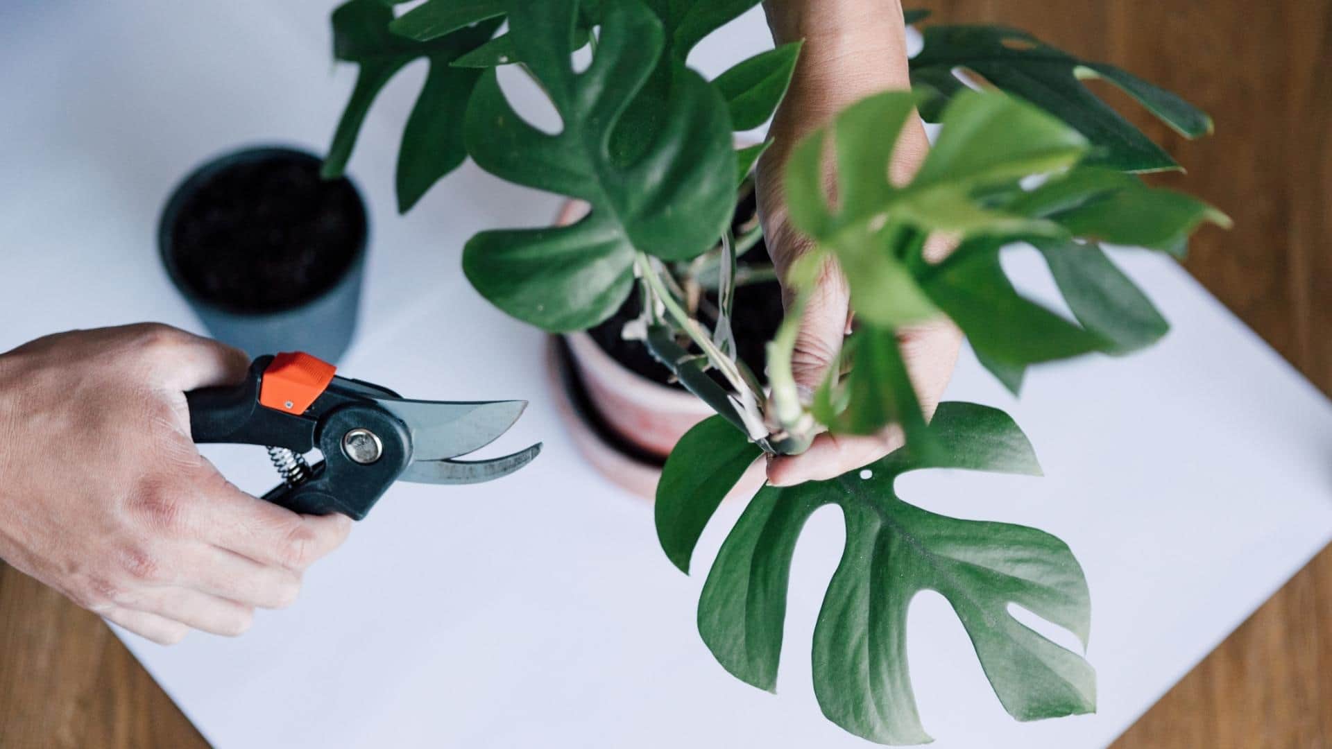 A birds-eye view shows a person’s hand holding a potted monstera plant, while their other hand holds a pair of black and orange secateurs.
