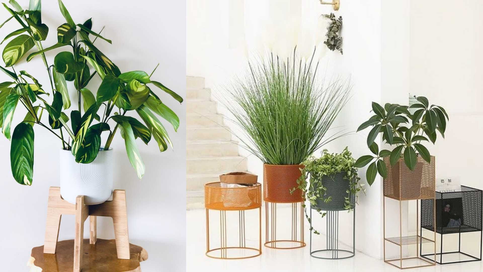 A variety of different plant stands containing monsterras and other plants.